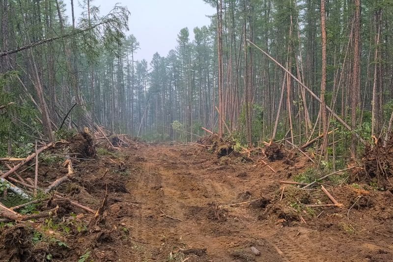 Trees Clearing in Houston, TX